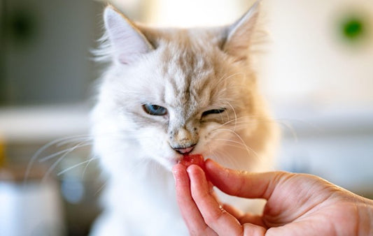 What Are The Benefits of Freeze-Dried Cat Treats? Top 5 Freeze-Dried Cat Treats: Reviewed