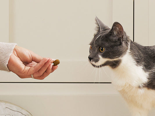 2024's Top Diet Cat Treats: Why Chef Kitty Reigns Supreme