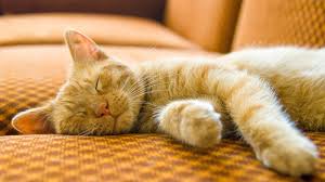 2025's Top Diet Cat Treats: Why Chef Kitty Reigns Supreme - Chef-Kitty