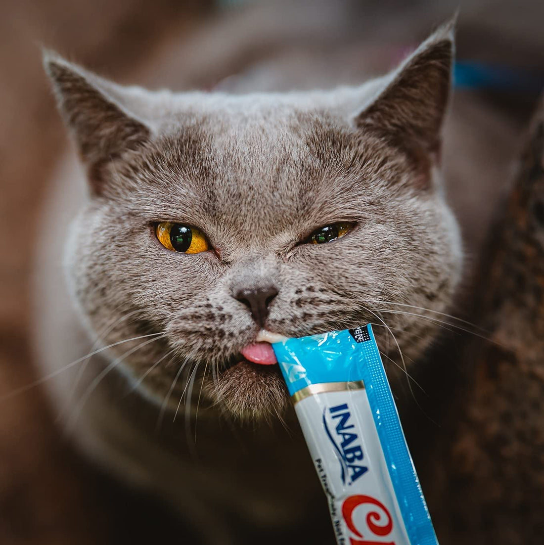 Churu Cat Treats vs Chef Kitty Purée Pops: Which Lickable Treat Is Actually Better for Your Cat? - Chef-Kitty