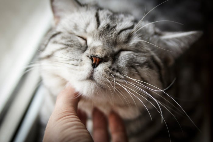 Illustration of cats with text answering the most googled questions about cats behaviors and care tips