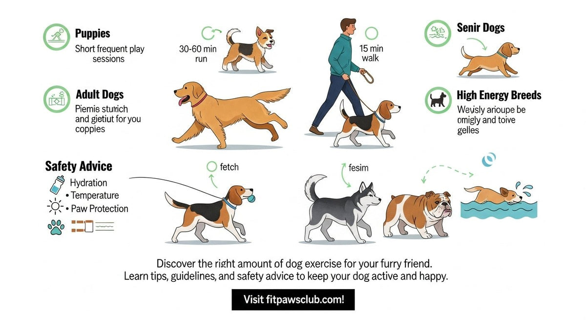 The Ultimate Guide: How Much Dog Exercise Does Your Furry Friend Need? - Chef-Kitty