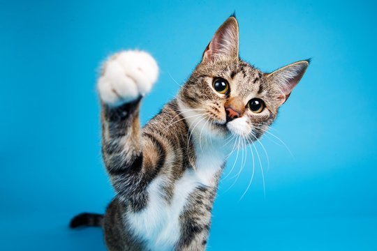 Top Cat Breeds: Your Guide to Feline Favorites - Chef-Kitty