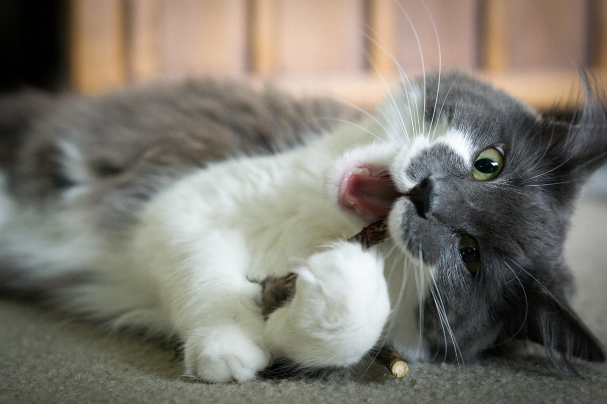 Vet-Recommended Cat Dental Treats: What Actually Works (and What Doesn't) - Chef-Kitty