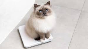 Cat eating with focus on Whisker Wellness and nourishing diet for optimal health